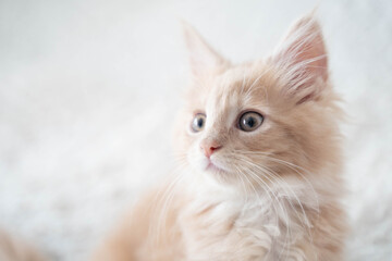 ノルウェージャンフォレストキャット22