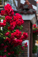 Red rose blooming beautifully with brick wall background