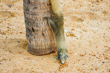 パタヤビーチのかわいいリス（タイ王国）
