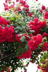 Red flowers in full bloom at the garden in South Korea