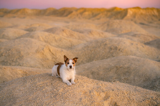 dog on a sandy quarry at sunset. Jack Russell Terrier on hills of sand. 