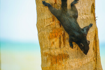 パタヤビーチのかわいいリス（タイ王国）