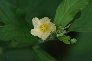 yellow and white flower