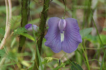 Purple Pea flower