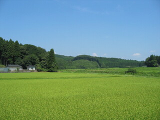 夏の田んぼ7