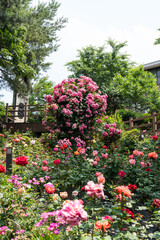 Rose garden landscape with wooden stairs