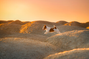 Fototapeta na wymiar dog on a sandy quarry at sunset. Jack Russell Terrier on hills of sand. 