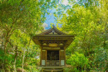 鎌倉・円覚寺の新緑