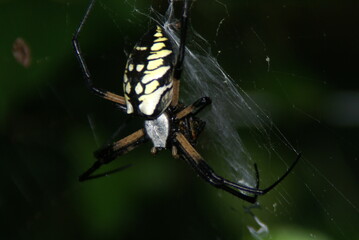 Close up of a spider