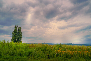 ケンとメリーの木と夕景（北海道美瑛町）