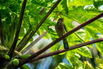 White cheeked barbet