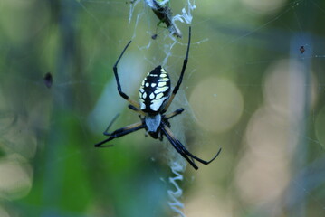 spider on web