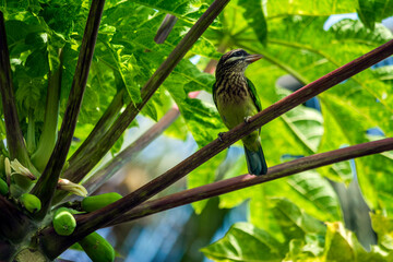 White cheeked barbet