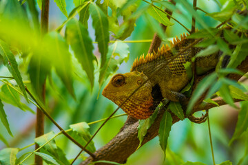chameleon