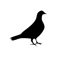 silhouette pigeon stanting. bird silhouette on a white background. Vector illustration