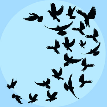 silhouette flying birds on blue sky background. vector illustration