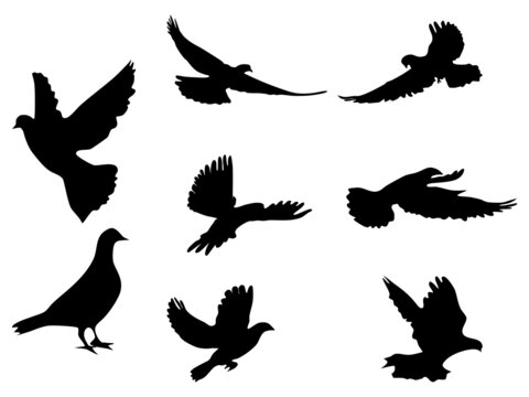 silhouette pigeons set. silhouette flying birds on white background. vector illustration
