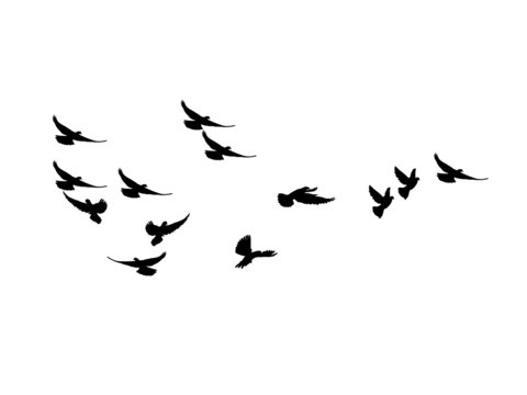 silhouette Flock of Flying Birds. flying birds on white background. vector illustration