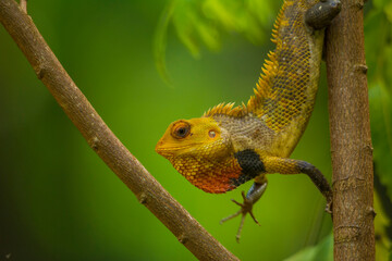 chameleon
