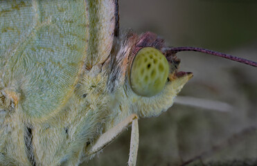 common emigrant butterfly pupa ,emerging out, wings and eyes ultra macro