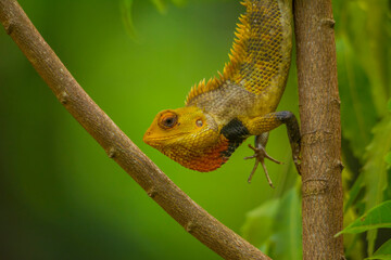 chameleon
