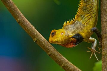 chameleon