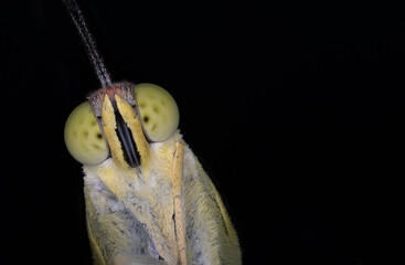 common emigrant butterfly pupa ,emerging out, wings and eyes ultra macro