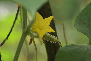 Cucumber Flower