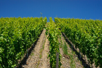 Fototapeta na wymiar Horizontal shot of central european vineyard, long lines