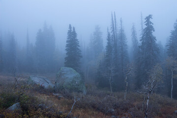 forest in the fog, Wasatch mountains Utah