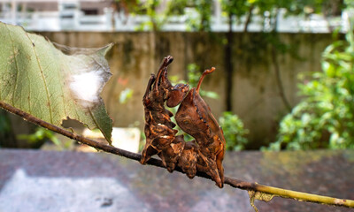 lobster moth caterpillar and cocoon and pupa