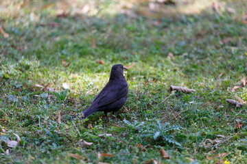Blackbird walking on the grass in park