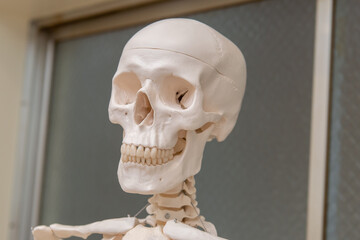 人体骨格模型の顔、頭蓋骨部分	