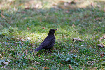 Blackbird walking on the grass in park