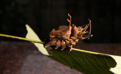 lobster moth caterpillar and cocoon and pupa