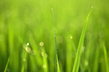 雨上がりの水田