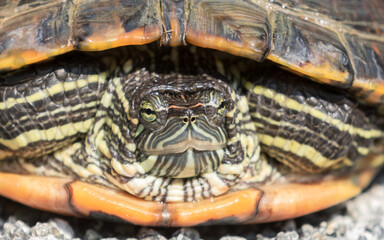 Red-eared slider turtle on gravel in backyard in Northern California.