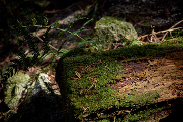Fototapeta na wymiar 山中の苔の生えた倒木