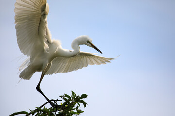 중대백로가 보이는 아름다운 풍경