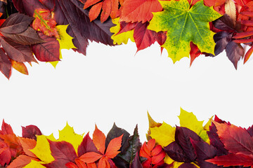 Autumn composition, frame of autumn colored leaves set