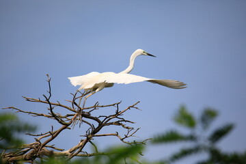 중대백로가 보이는 아름다운 풍경