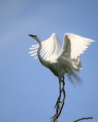 중대백로가 보이는 아름다운 풍경