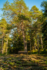 Autumn in The Forest