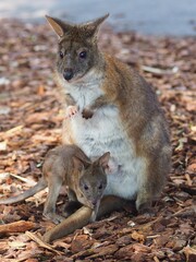 Beautiful Heart-Warming Female Red-Necked Pademelon with her Tiny Adorable Joey.