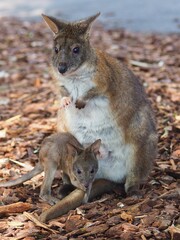 Beautiful Heart-Warming Female Red-Necked Pademelon with her Tiny Adorable Joey.