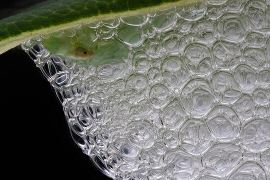 spittlebug bubble home