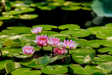 Pink waterlily with green leaves in pond.