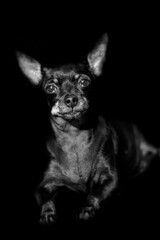 retrato de chihuahua en blanco y negro