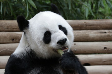 Obraz na płótnie Canvas Fluffy female Panda Eating Bamboo Shoot, Thailand