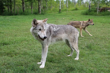 Kuna, Yamnuska Wolfdog Sanctuary, Cochrane, Alberta